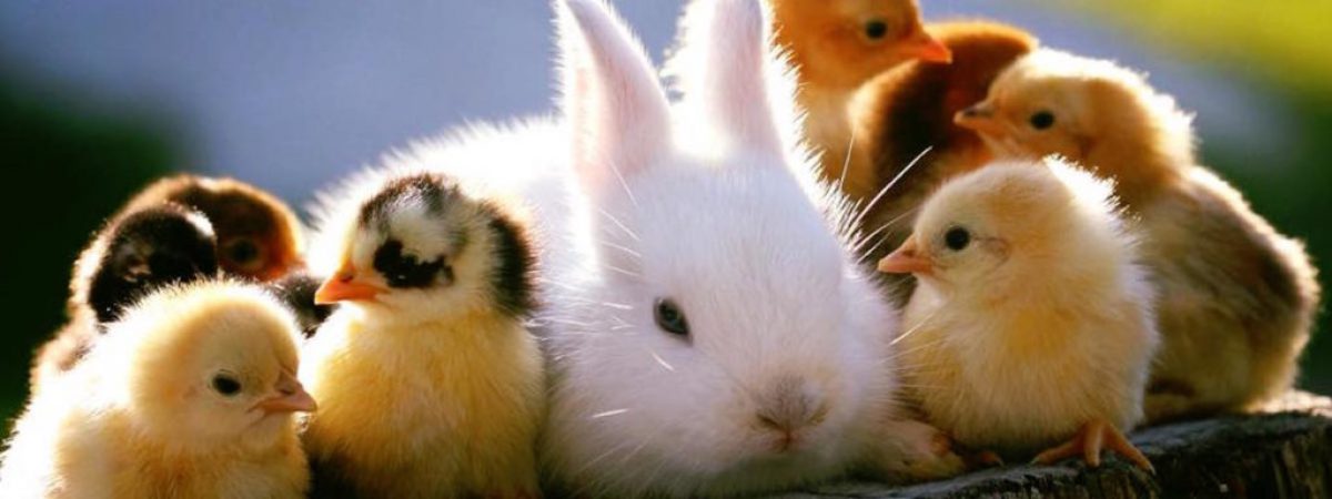 SS HB Gayrimenkul İşletme, Yenilenebilir Enerji &Uuml;retim ve Kalkınma Kooperatifi